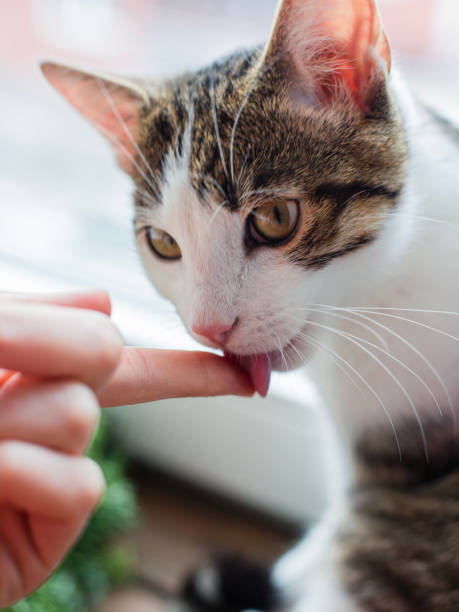 istock Cute white with gray cat licks human fingers, friendship 1127270617