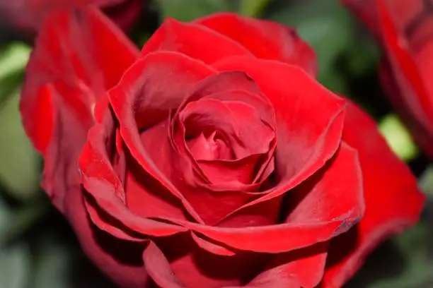A close look at a beautiful red rose, a symbol of love and passion.