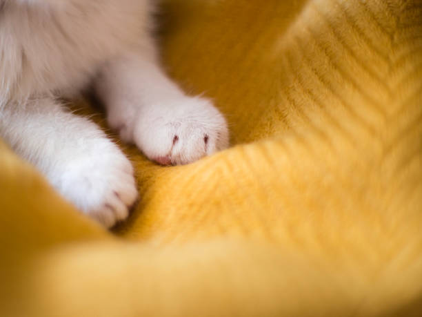 zampe di gatto bianche brillanti. dormire su sfondo giallo, copiare lo spazio. - impastare foto e immagini stock