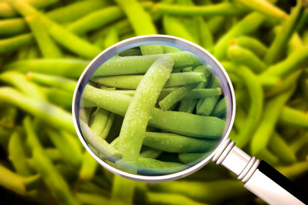 Long thai yard beans