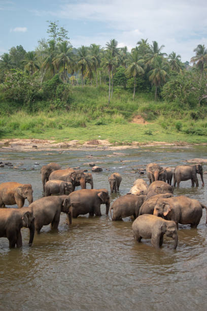 istock Elephants, Pinnawala Sri Lanka 1127275568