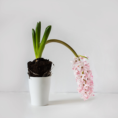Light Pink weak hyacinth blooming plant on empty white background front view with copy space. Botanic. Square with copy space.