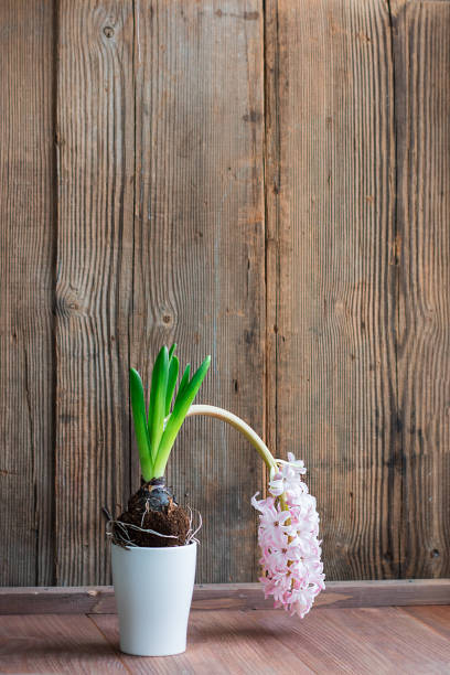Light Pink dropped weak hyacinth blooming plant on old textures background front view with copy space. Botanic. Vertical with copy space.