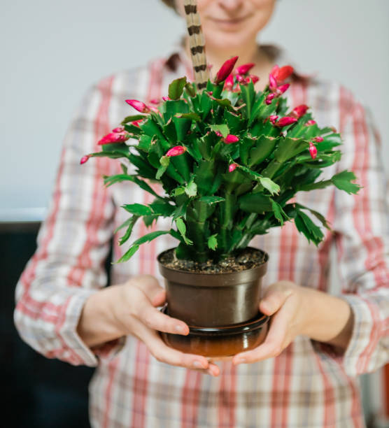 istock Woman and fresh Thanksgiving cactus 1127278398