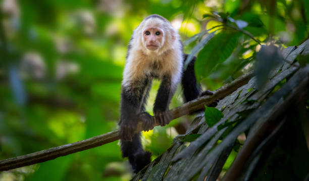 アカデミズム猿 costarica - brown capuchin monkey ストックフォトと画像