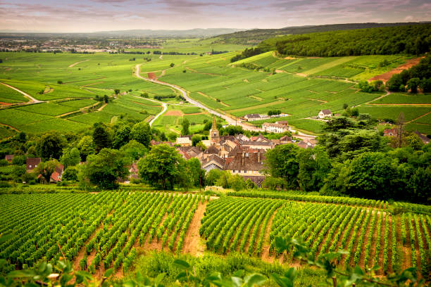 borgoña - corton: carretera escénica que atraviesa la región y nos presenta a los principales productores y sus viñedos, cerca de corton. francia - cote dor fotografías e imágenes de stock