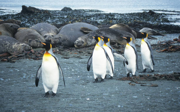 istock King Penguins walking around on the volcanic beach 1127280262