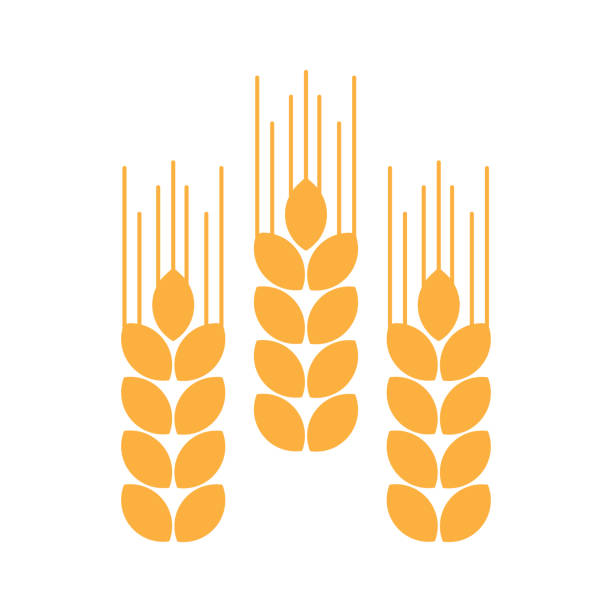 ilustraciones, imágenes clip art, dibujos animados e iconos de stock de oído del icono de trigo, amarillo. ilustración de vector - espiga de trigo