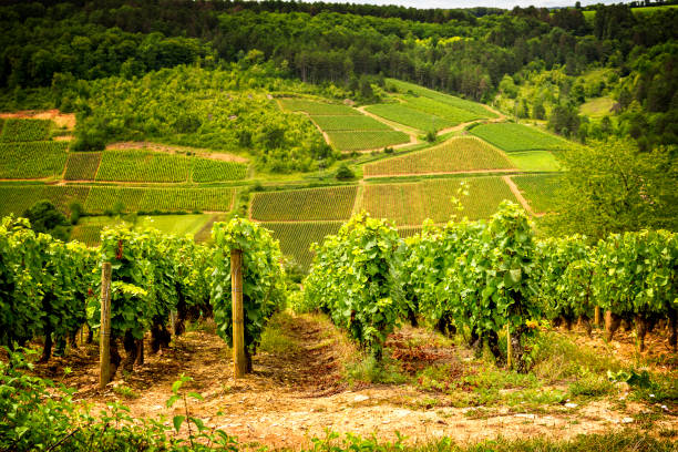 borgoña - corton: carretera escénica que atraviesa la región y nos presenta a los principales productores y sus viñedos, cerca de corton. francia - cote dor fotografías e imágenes de stock
