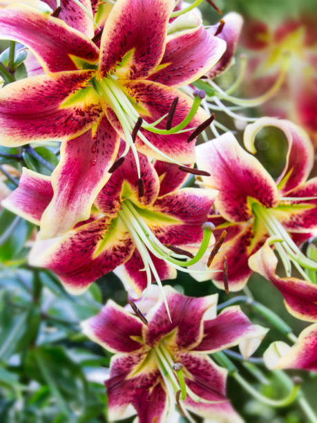istock Lilies in the garden 1127282785