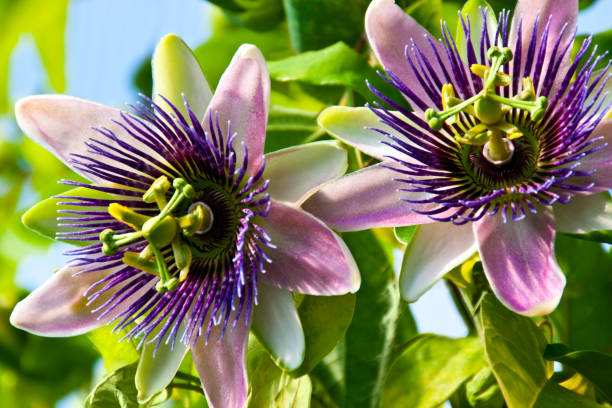 Passion flower Passiflora Passion flower Passiflora close up passion flower stock pictures, royalty-free photos & images