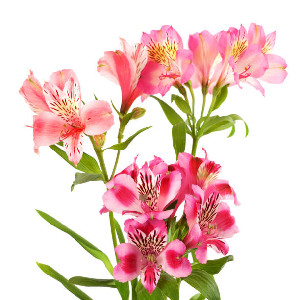istock Bouquet of blossoming lilies 1127283573