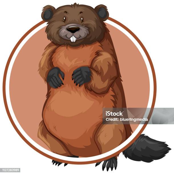 Beaver In Circle Banner Stock Illustration - Download Image Now - Beaver, Abstract, Animal