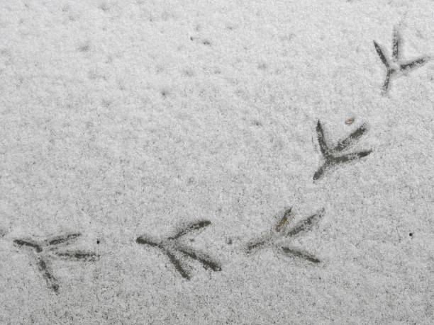 근접 촬영의 헤론 발자국 눈에 - snow footprint winter animal track 뉴스 사진 이미지