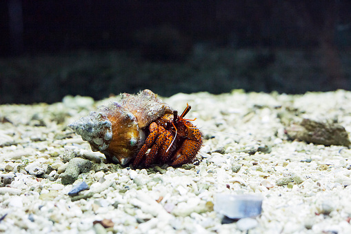 Hermit crab in shell. Dardanus megistos or white-spotted hermit crab in aquarium