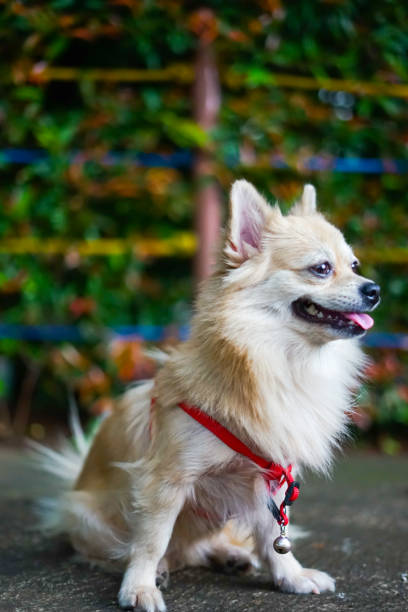 istock Happy Small Dog at Park 1127284100