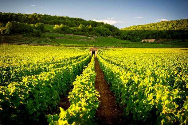 Vineyards in Savigny les Beaune, near Beaune, Burgundy, France Burgundy, a panoramic road that crosses the wine region and makes us know the major producers and their vineyards burgundy france stock pictures, royalty-free photos & images