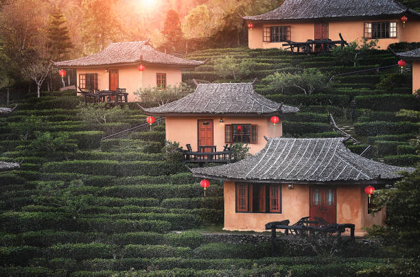Ban Rak Thai, easthern house with tea plantation at ban rak thai village in northern Thailand.