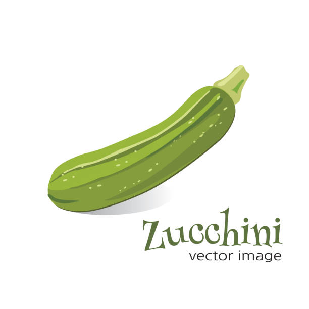 ilustrações de stock, clip art, desenhos animados e ícones de zucchini vector image - zucchini