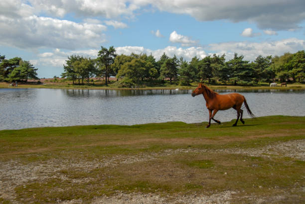 istock brown horse running near lake 1127287320
