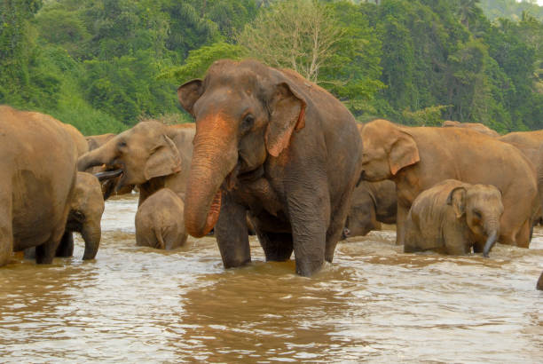 istock Elephants bathing in river in Sri lanka 1127287378