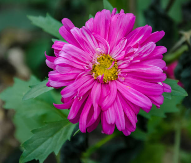 istock beautiful aster flower, with pink petals 1127289354