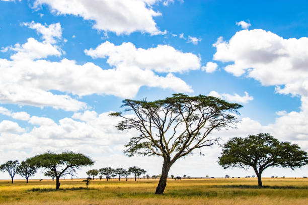 istock trees with a cloudy sky on the Serengeti 1127289799