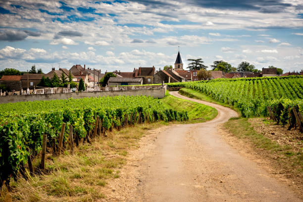 bourgogne, une route panoramique qui traverse la région viticole et nous fait connaître les grands producteurs et leur vignoble. france - landscaped sign farm landscape photos et images de collection