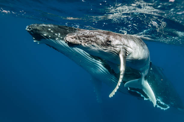 istock A humpback whale mum and calf 1127291092