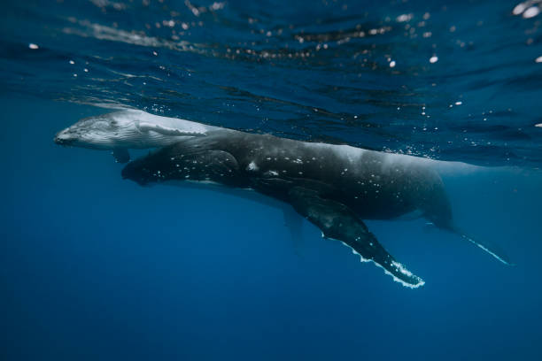 istock A humpback whale mum and calf 1127291135