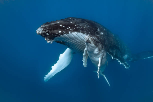 istock A humpback whale mum and calf 1127291374