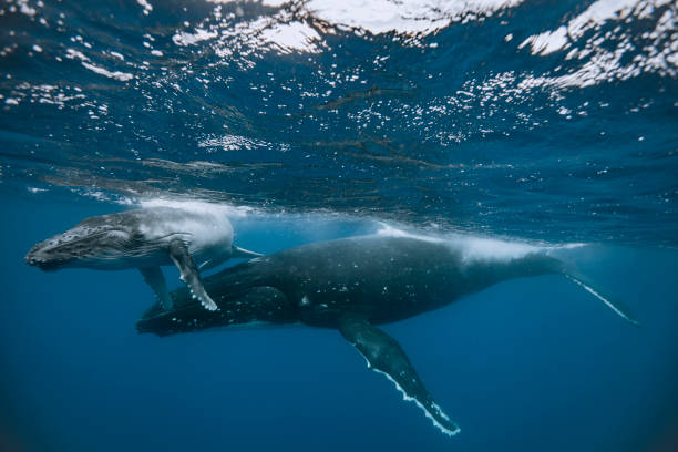 istock A humpback whale mum and calf 1127291435