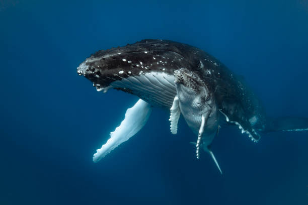 istock A humpback whale mum and calf 1127291491
