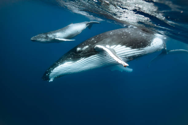 istock A humpback whale mum and calf 1127291595