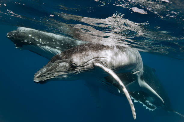 istock A humpback whale mum and calf 1127291614