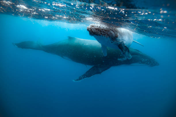 istock A humpback whale mum and calf 1127292148