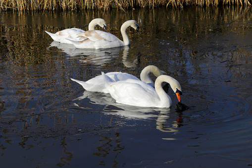 White swans on a lake in the sunny morning