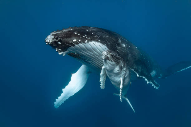 istock A humpback whale mum and calf 1127292184