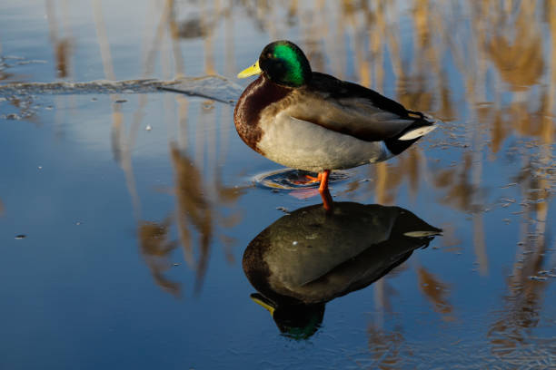 istock Male mallard duck standing on ice Mitcham Pond Surrey 1127292307