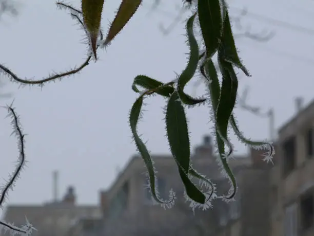 Photo of frost crystals on green leaves in urban setting in medium fog