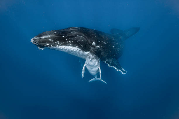 istock A humpback whale mum and calf 1127292621