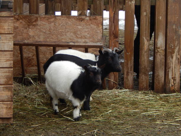 istock Goats in the aviary for feeding 1127293150
