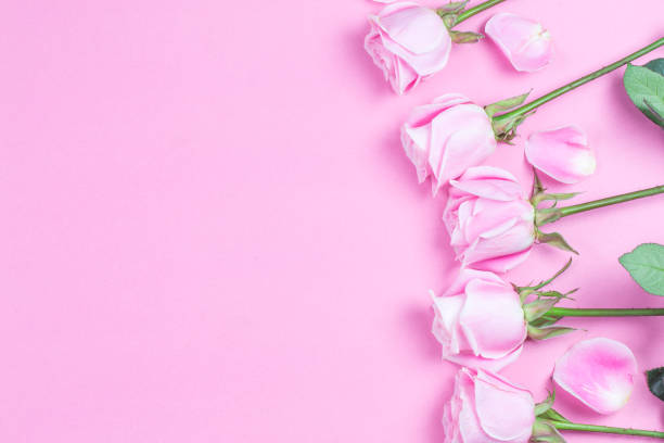 istock Valentine's Day.Pink roseValentines day background. 1127293979