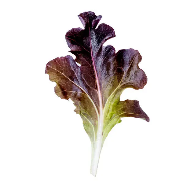 Purple lettuce leaf isolated on white background. Red Oakleaf lettuce salad