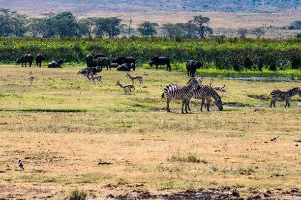 istock Zebra buffalo and antelope in the African savannah 1127295937