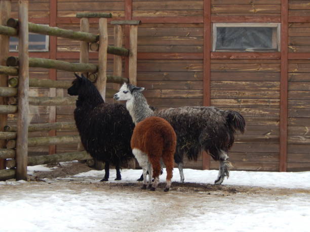 istock Llamas in the aviary on the farm 1127296043