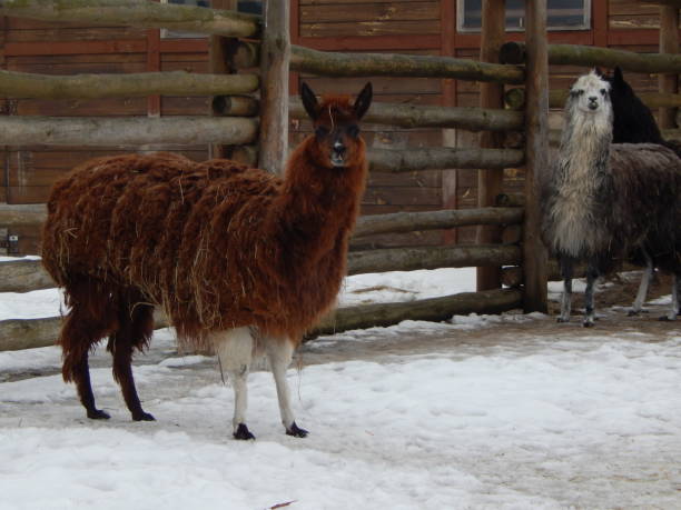 istock Llamas in the aviary on the farm 1127296061