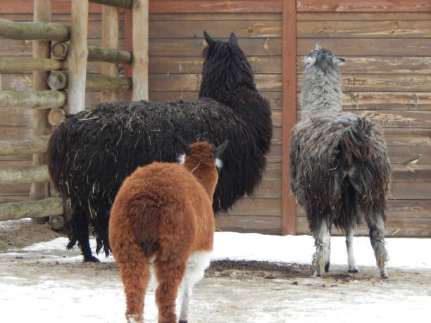 istock Llamas in the aviary on the farm 1127296064