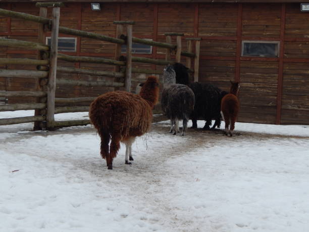 istock Llamas in the aviary on the farm 1127296128