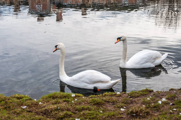 istock Whooper swan (Cygnus Cygnus) pair on lake, Newham 1127297593